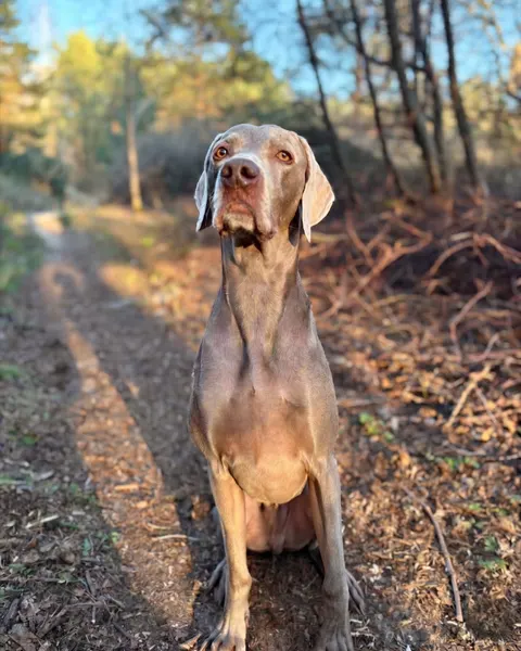 Pilko weimaranerio nuotrauka lauke